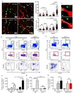 CD326 (EpCAM) Antibody in Flow Cytometry (Flow)