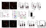 CD326 (EpCAM) Antibody in Flow Cytometry (Flow)