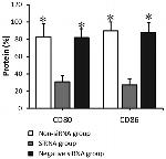 CD80 (B7-1) Antibody in Flow Cytometry (Flow)