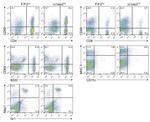 MHC Class II (I-A/I-E) Antibody in Flow Cytometry (Flow)