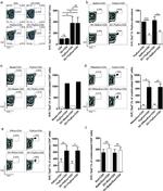 Qa-2 Antibody