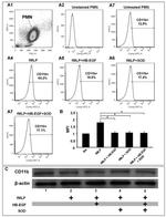 CD11b Antibody in Flow Cytometry (Flow)