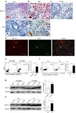 HLA-DR Antibody in Flow Cytometry (Flow)