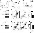 HLA-DR Antibody in Flow Cytometry (Flow)