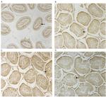 CD284 (TLR4) Antibody in Immunohistochemistry (IHC)