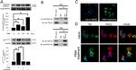 CD68 Antibody in Immunocytochemistry (ICC/IF)