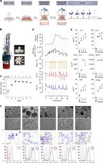 CD14 Antibody in Flow Cytometry (Flow)