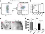 CD24 Antibody in Immunocytochemistry, Flow Cytometry (ICC/IF, Flow)