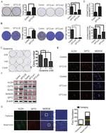 CD24 Antibody in Flow Cytometry (Flow)