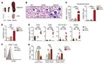 CD25 Antibody in Flow Cytometry (Flow)