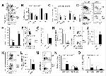 CD62L (L-Selectin) Antibody in Flow Cytometry (Flow)