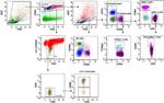 CD25 Antibody in Flow Cytometry (Flow)