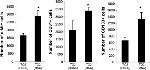 CD117 (c-Kit) Antibody in Flow Cytometry (Flow)