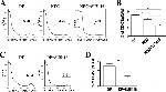 CD31 (PECAM-1) Antibody in Flow Cytometry (Flow)