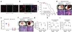 CD31 (PECAM-1) Antibody in Flow Cytometry (Flow)