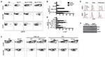 CD326 (EpCAM) Antibody in Flow Cytometry (Flow)