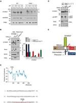 SDHA Antibody in Western Blot (WB)