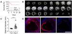 CD31 (PECAM-1) Antibody in Immunohistochemistry (IHC)