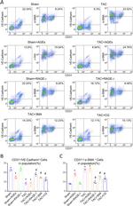 CD144 (VE-cadherin) Antibody in Flow Cytometry (Flow)