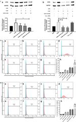 CD144 (VE-cadherin) Antibody in Flow Cytometry (Flow)