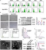 CD105 (Endoglin) Antibody in Flow Cytometry (Flow)