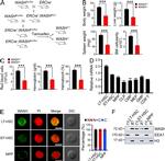 CD34 Antibody in Flow Cytometry (Flow)