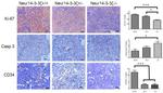 CD34 Antibody in Immunohistochemistry (IHC)