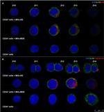 CD34 Antibody in Immunocytochemistry, Flow Cytometry (ICC/IF, Flow)