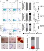 CD34 Antibody in Flow Cytometry (Flow)