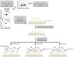 CD38 Antibody in Flow Cytometry (Flow)