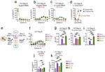 CD38 Antibody in Flow Cytometry (Flow)