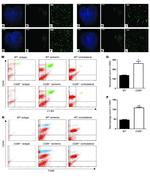 CD39 Antibody in Flow Cytometry (Flow)