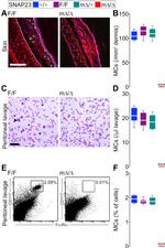 FceR1 alpha Antibody in Flow Cytometry (Flow)