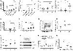 CD41a Antibody in Western Blot (WB)