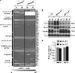 CD44 Antibody in Western Blot (WB)