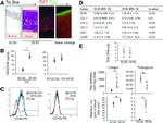 CD105 (Endoglin) Antibody in Flow Cytometry (Flow)