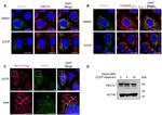 PMP70 Antibody in Immunocytochemistry (ICC/IF)