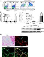 LYVE1 Antibody in Flow Cytometry (Flow)