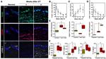 F4/80 Antibody in Immunocytochemistry (ICC/IF)