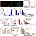 CD45R (B220) Antibody in Flow Cytometry (Flow)