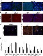 CD45 Antibody in Immunohistochemistry (IHC)