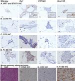 CD45R (B220) Antibody in Immunohistochemistry (IHC)