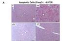 CD45R (B220) Antibody in Immunohistochemistry (IHC)