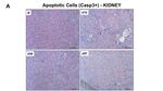 CD45R (B220) Antibody in Immunohistochemistry (IHC)