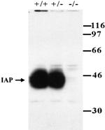 CD47 Antibody in Western Blot (WB)