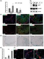 CD49f (Integrin alpha 6) Antibody in Flow Cytometry (Flow)