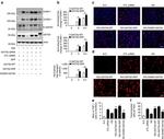 CD54 (ICAM-1) Antibody in Western Blot (WB)