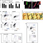 CD61 (Integrin beta 3) Antibody in Flow Cytometry (Flow)