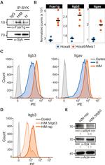 CD61 (Integrin beta 3) Antibody in Flow Cytometry (Flow)