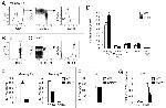 CD62L (L-Selectin) Antibody in Flow Cytometry (Flow)